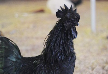 gà-đen, Indonesia, nhập-khẩu