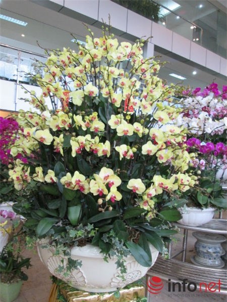 lan-hồ-điệp, chưng-Tết, nhập-khẩu, biếu-Tết