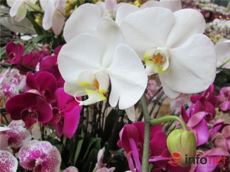 lan-hồ-điệp, chưng-Tết, nhập-khẩu, biếu-Tết