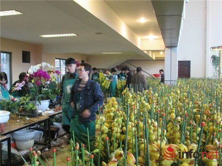 lan-hồ-điệp, chưng-Tết, nhập-khẩu, biếu-Tết