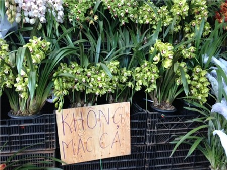 lan-hồ-điệp, chưng-Tết, nhập-khẩu, biếu-Tết