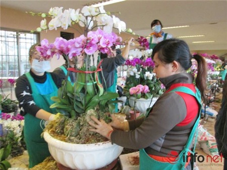 lan-hồ-điệp, chưng-Tết, nhập-khẩu, biếu-Tết