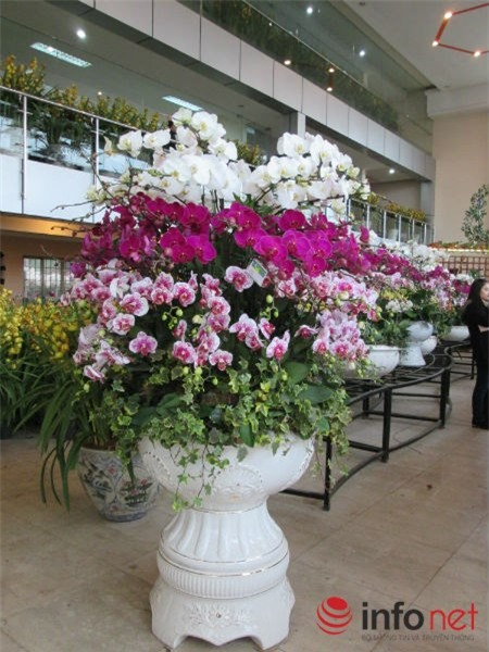 lan-hồ-điệp, chưng-Tết, nhập-khẩu, biếu-Tết