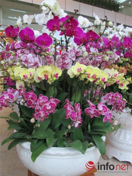 lan-hồ-điệp, chưng-Tết, nhập-khẩu, biếu-Tết
