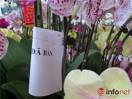 lan-hồ-điệp, chưng-Tết, nhập-khẩu, biếu-Tết