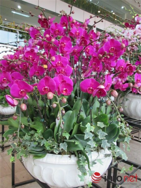 lan-hồ-điệp, chưng-Tết, nhập-khẩu, biếu-Tết