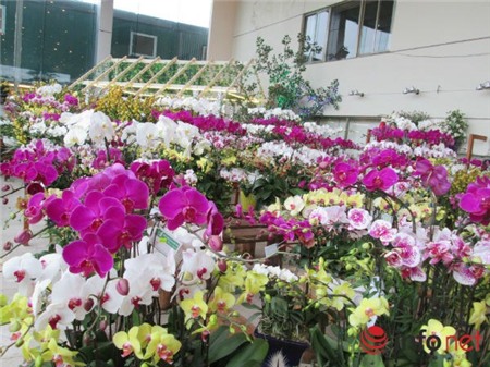 lan-hồ-điệp, chưng-Tết, nhập-khẩu, biếu-Tết