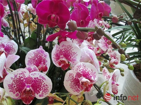 lan-hồ-điệp, chưng-Tết, nhập-khẩu, biếu-Tết