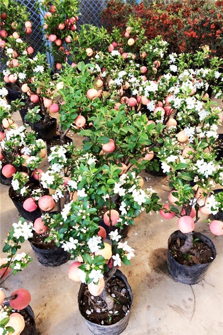 Táo cảnh Trung Quốc 3 triệu/chậu chưng Tết, vừa chơi vừa lo