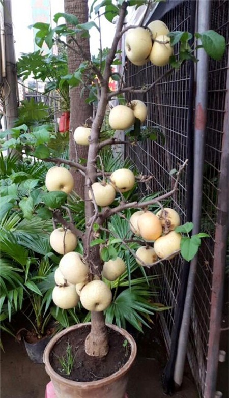 Táo cảnh Trung Quốc 3 triệu/chậu chưng Tết, vừa chơi vừa lo