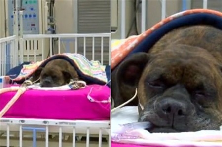 Chú chó che chắn cho ông chủ trong đám cháy gây xúc động 1