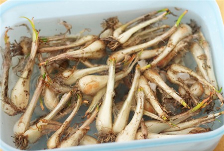 Cách làm củ kiệu ngâm giòn giòn ngày Tết - 2