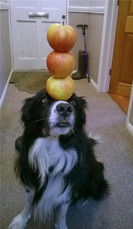 Giữ thăng bằng 3 trái táo xếp chồng lên nhau.