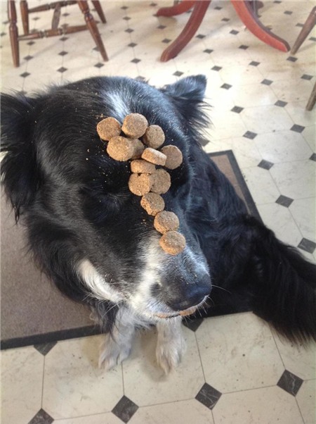 Giữ thăng bằng bánh quy dành cho chó.