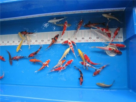 Nhộn nhịp sắm cá ngoại để tiễn ông Công ông Táo về Trời 3