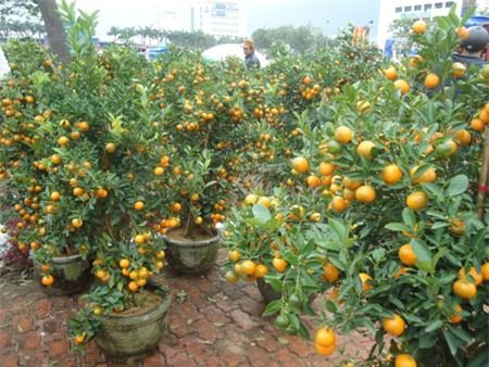 giữ quất tươi lâu