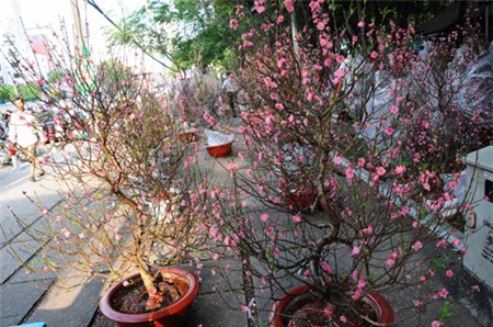 chọn hướng đặt bình đào