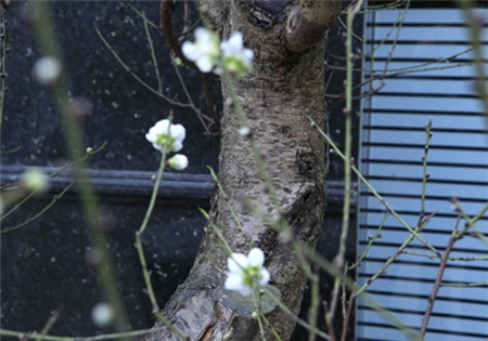 Đào tuyết cổ thụ “đếm hoa ra tiền” độc nhất Hà thành - 4