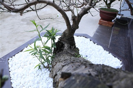 Đào tuyết cổ thụ “đếm hoa ra tiền” độc nhất Hà thành - 7