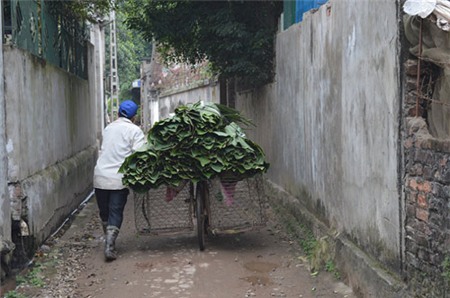 Làng lá dong tất bật ngày giáp Tết - 4