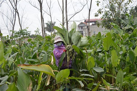 Làng lá dong tất bật ngày giáp Tết - 1