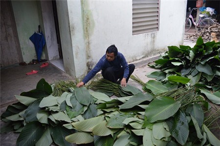 Làng lá dong tất bật ngày giáp Tết - 2