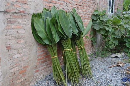 Làng lá dong tất bật ngày giáp Tết - 3