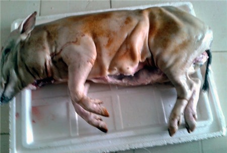 Tết, mua-chung, thực-phẩm, bánh-kẹo, thịt-lợn, hàng-xóm