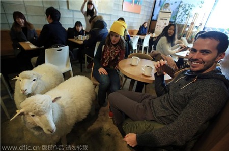 Một quán cà phê ở Seoul (Hàn Quốc) đón năm mới bằng việc ‘mời về’ hai ‘thần tài’ là hai chú cừu đáng yêu.
