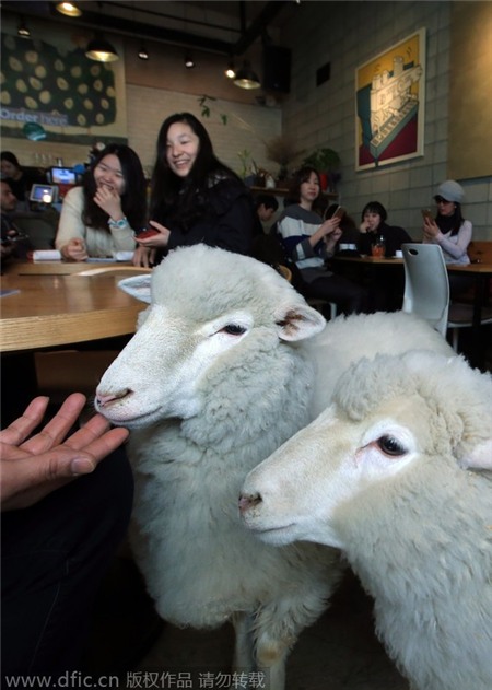 Nhân dịp đón năm Mùi, chủ quán cà phê còn giảm giá 10% cho tất cả các vị khách tuổi Mùi.