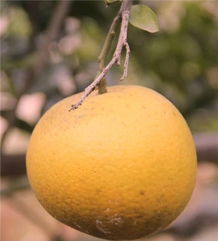 Cam Xã Đoài khi chín có màu sắc rất đặc biệt.