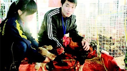 Cặp gà Đông Tảo có giá 18 triệu đồng/đôi bày bán tại Hội chợ. Ảnh: GĐXH