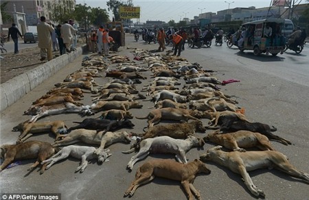 Hàng trăm xác chó vô chủ nằm trên đường ở Pakistan