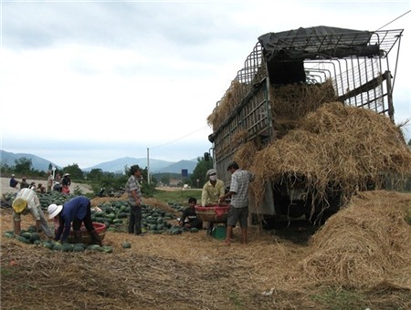 Thị trường miền Bắc và Trung Quốc “ăn” dưa rất yếu nên giá mua dưa tại ruộng chỉ 5.000đ/kg... Đọc thêm tại: https://nongnghiep.vn/nguoi-trong-dua-hau-meo-mat-post139262.html | NongNghiep.vn