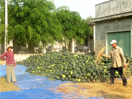 Người trồng dưa đang mong mỏi giá dưa tăng trong thời gian tới.