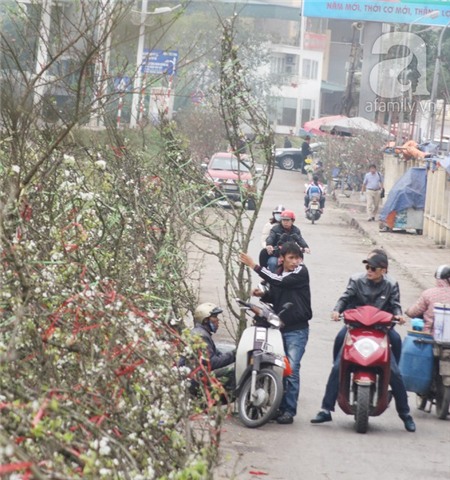 Người Hà Nội chi tiền triệu chơi hoa lê Rằm tháng Giêng 11