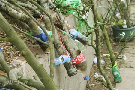 Người Hà Nội chi tiền triệu chơi hoa lê Rằm tháng Giêng 14