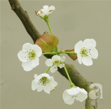 Người Hà Nội chi tiền triệu chơi hoa lê Rằm tháng Giêng 5