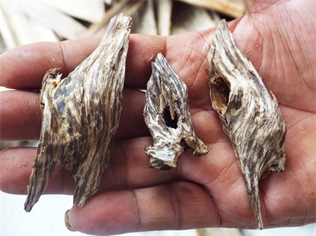 trầm-hương, Khánh-Hòa, phu-trầm, kỳ-nam, gỗ-quý, gỗ-sưa, kỳ-bạch, kỳ-đồng, dó-bầu