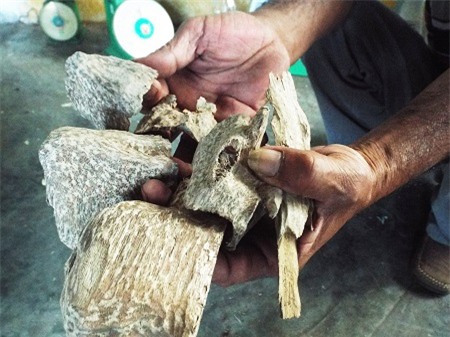 trầm-hương, Khánh-Hòa, phu-trầm, kỳ-nam, gỗ-quý, gỗ-sưa, kỳ-bạch, kỳ-đồng, dó-bầu