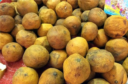 Buôn-bán, đặc-sản, đặc-sản-Tết, Tết-nguyên-đán, bưởi-Diễn, cam-Cao-Phong, ế-ẩm, thua-lỗ, nợ-nần