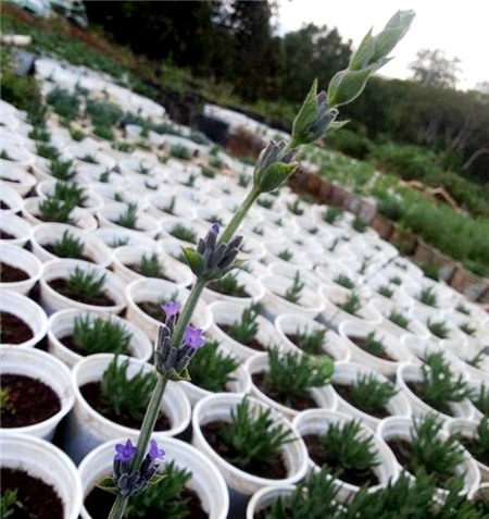 Mốt tặng oải hương trồng chậu ngày 8/3