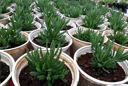 Mốt tặng oải hương trồng chậu ngày 8/3