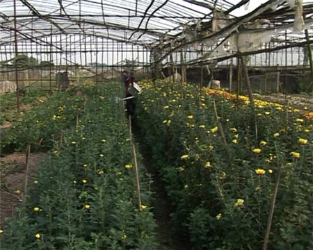 8/3: Người phụ nữ không mong chồng tặng hoa - 3