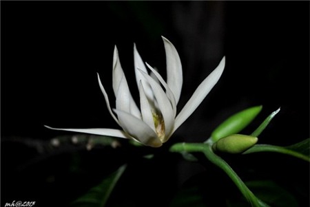 hương ngọc lan