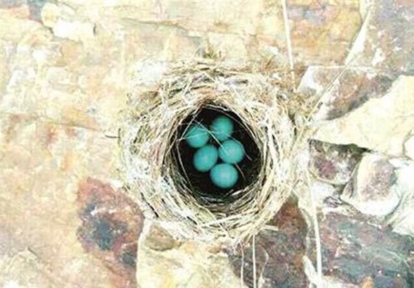 Trứng chim có màu xanh da trời kỳ lạ tại Trung Quốc