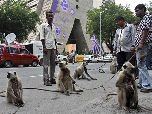 Chính quyền New Delhi dùng voọc xua đuổi khỉ ra khỏi thành phố trước khi hình thức này bị cấm Ảnh: Hindustan Times