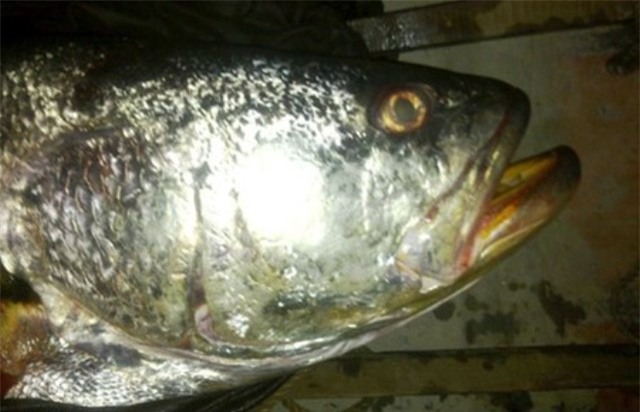 cá sú vàng, cá biển, thủy quái, trăm triệu, cá đồng, cá hô, ngư dân, cá-sú-vàng, cá-biển, thủy-quái, trăm-triệu, cá-đồng, cá-hô, ngư-dân