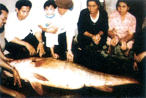 cá sú vàng, cá biển, thủy quái, trăm triệu, cá đồng, cá hô, ngư dân, cá-sú-vàng, cá-biển, thủy-quái, trăm-triệu, cá-đồng, cá-hô, ngư-dân