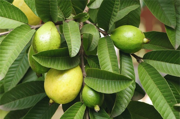 tác dụng của lá ổi 1